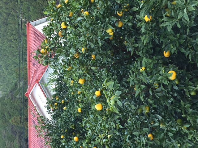 image1.JPG